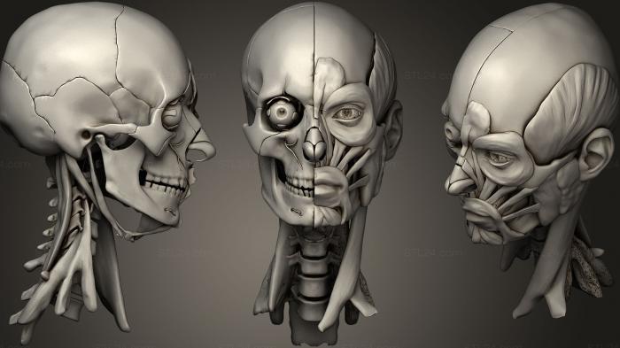 Anatomy of skeletons and skulls (Human Head Anatomy, ANTM_0695) 3D models for cnc
